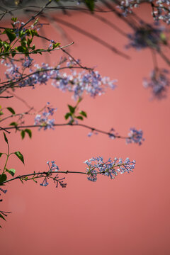 丁香花