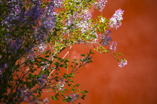 丁香花