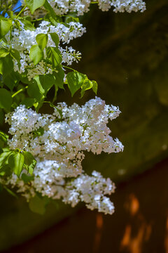 丁香花