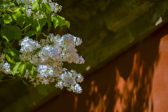 丁香花