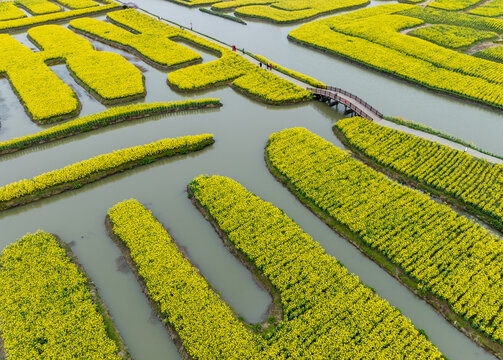 千垛田油菜花