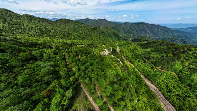 荥经安靖水司坪鸽子花