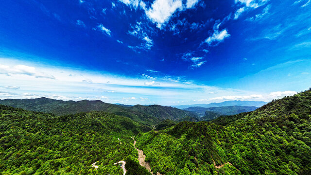 荥经安靖水司坪鸽子花