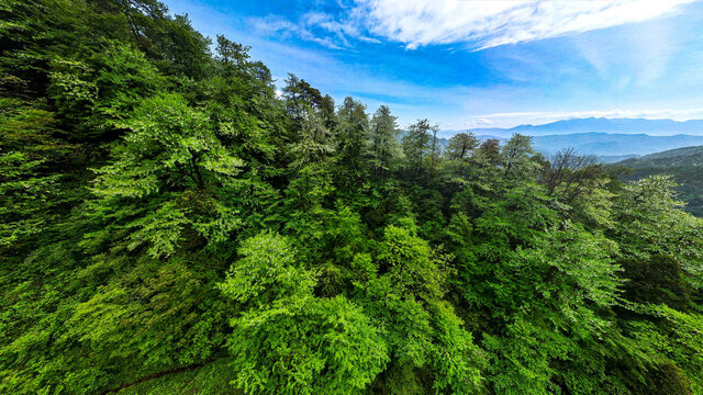 荥经安靖水司坪鸽子花