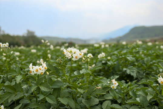 土豆花