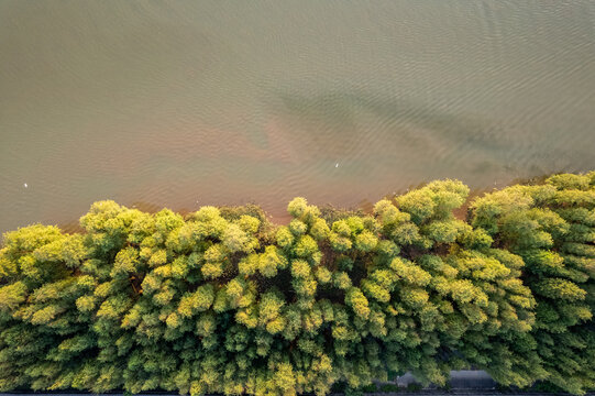 珠海斗门落羽杉航拍