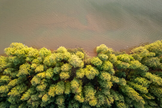 珠海斗门落羽杉航拍