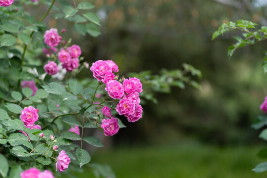 盛开的蔷薇花挂满枝头