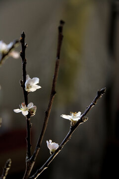 桃枝桃花