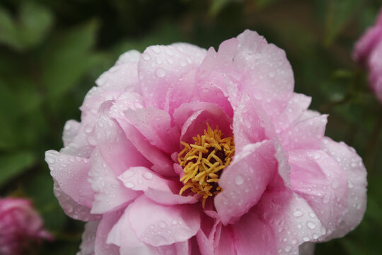 雨中牡丹花