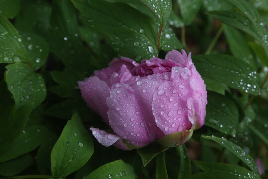 雨中牡丹