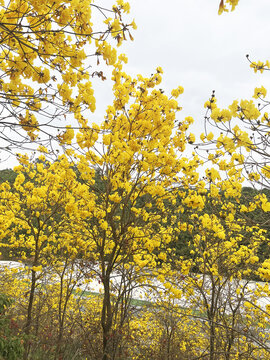 黄花风铃木