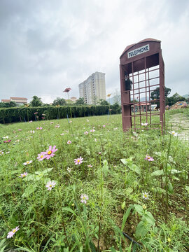 格桑花