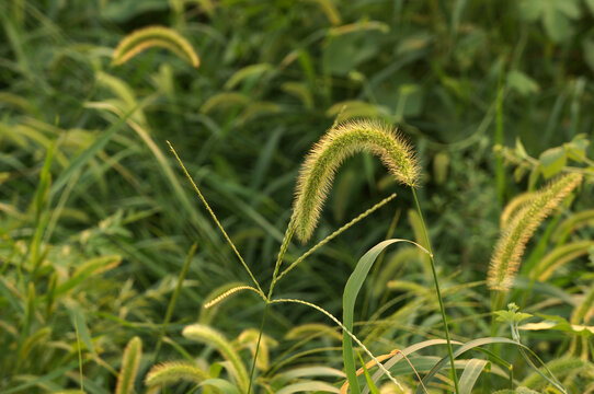 狗尾草光晕