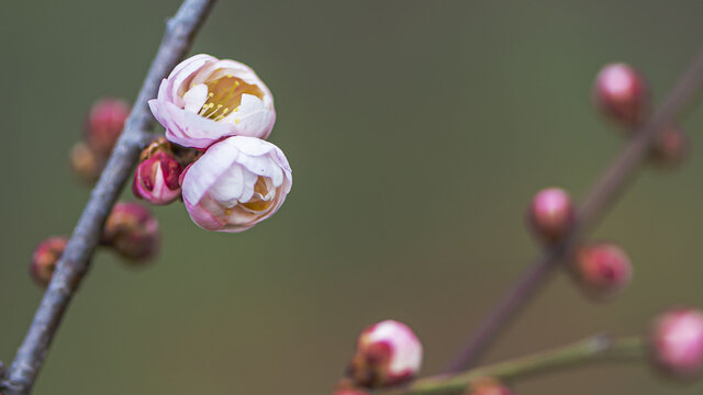 梅花