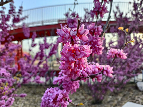 紫色的花