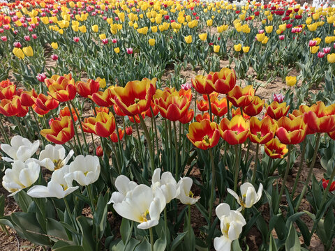 郁金香花田