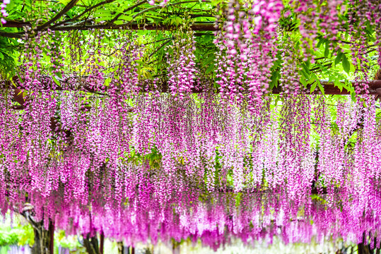 紫藤花架