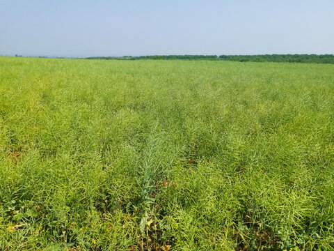 油菜种植