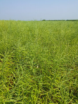油菜種植