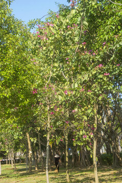 洋紫荆树木