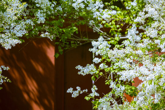 丁香花