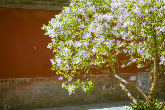 丁香花