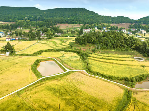 希望的田野