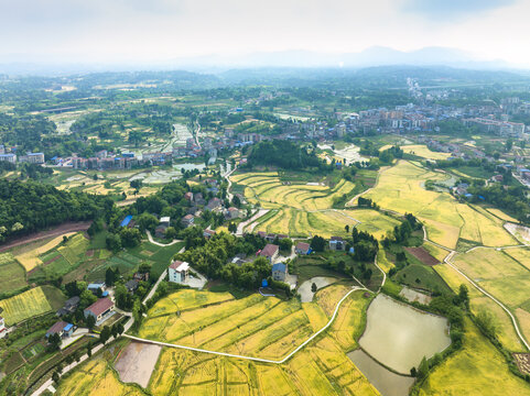 希望的田野