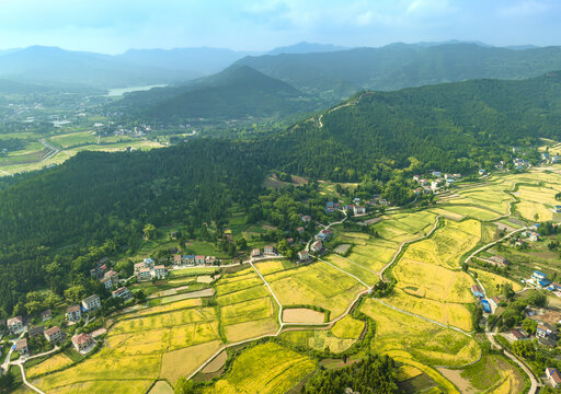 希望的田野