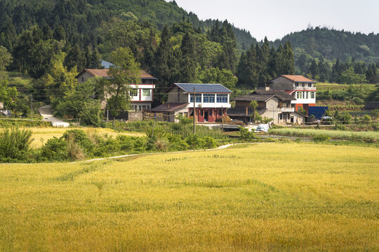 希望的田野