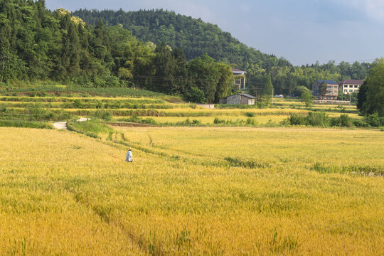 金色麦田