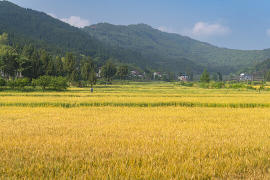 金色麦田