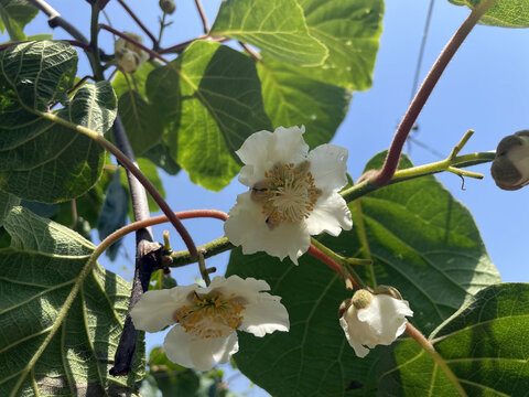 奇异果花开