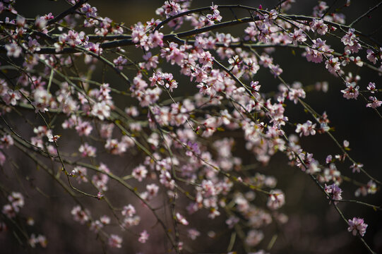 桃花朵朵开