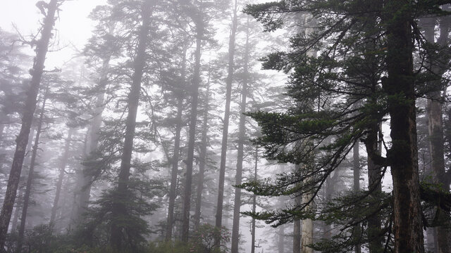 瓦屋山风景区