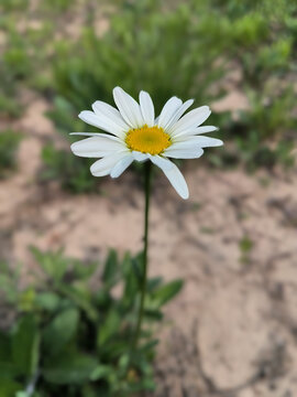 大滨菊特写