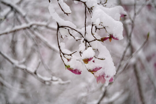 雪润玉兰