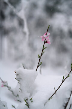 夢幻桃花