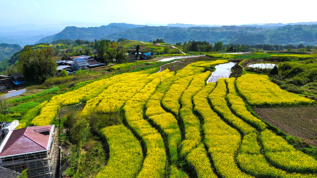 梯田油菜花