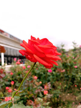 玫瑰花园特写