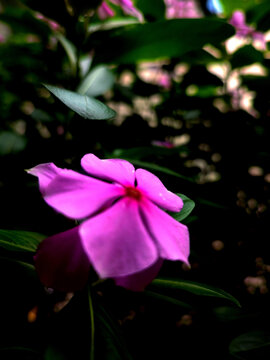 长春花特写