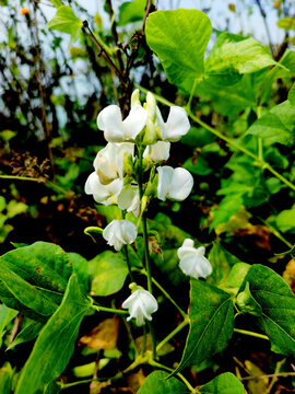 蔬菜种植扁豆花