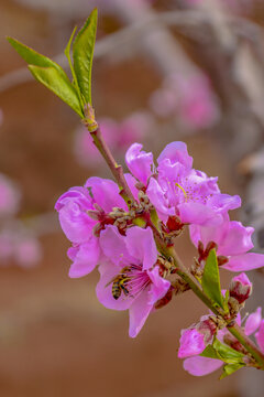 桃花蜜蜂