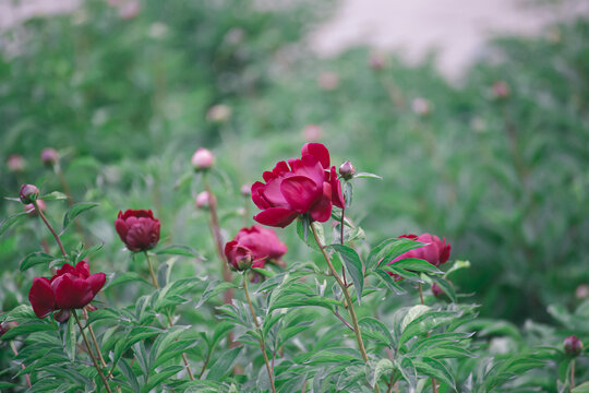 玫瑰花