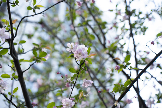 樱花枝