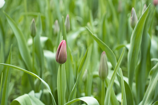 紫色郁金香花苞