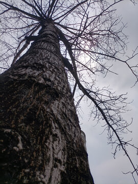 木棉树