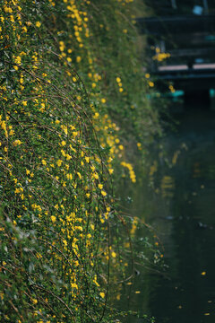 湖边花柳