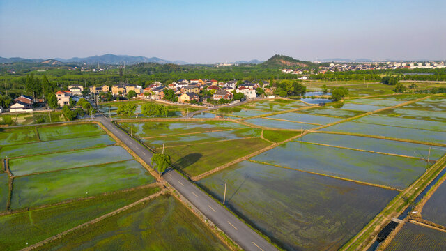 稻田